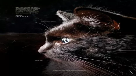 Samsung NZ saves the selfie snarling Black Cats...