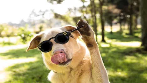 Reggie the Snapchatting dog: Who needs thumbs when you've got paws?