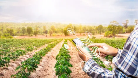 Case Study: Connecting growers with customers online