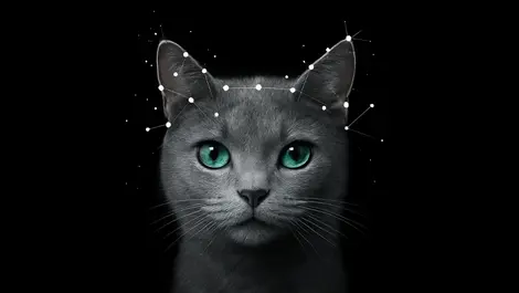 AI 'Cat Decoder' drives DINE sales surge on Amazon